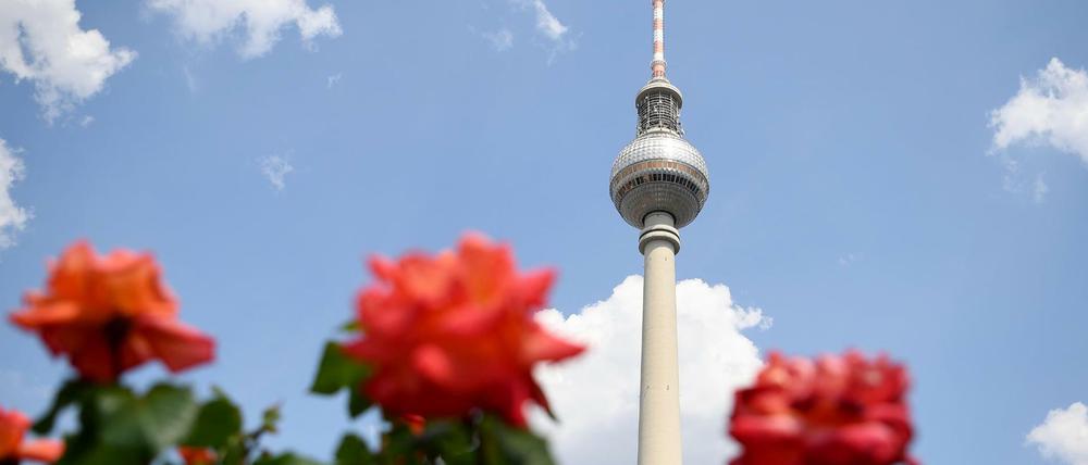 Rosen blühen vor dem Fernsehturm auf dem Alexanderplatz.