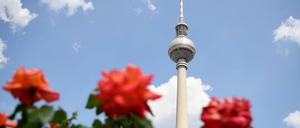 Rosen blühen vor dem Fernsehturm auf dem Alexanderplatz.