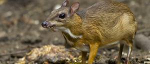 Kleinkantschile haben eine Vorliebe für Obst. Ihre Mägen bestehen aus drei Abschnitten.