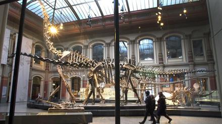Das berühmte Dino-Skelett im Naturkundemuseum Berlin.