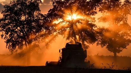 Ein Landwirt erntet im Sonnenuntergang mit einem Mähdrescher Gerste - hier im brandenburgischen Sieversdorf südöstlich von Berlin. Die Landwirte der Region haben bereits im Juni mit der Ernte beginnen müssen, vier Wochen früher als üblich.. Die Bauern rechnen mit starken Ernteverlusten beim Getreide und Mais durch die anhaltende Trockenheit.