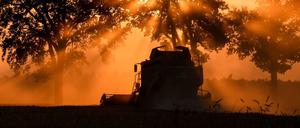 Ein Landwirt erntet im Sonnenuntergang mit einem Mähdrescher Gerste - hier im brandenburgischen Sieversdorf südöstlich von Berlin. Die Landwirte der Region haben bereits im Juni mit der Ernte beginnen müssen, vier Wochen früher als üblich.. Die Bauern rechnen mit starken Ernteverlusten beim Getreide und Mais durch die anhaltende Trockenheit.