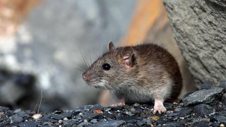Die Ratten vermehren sich auch in New York rasend schnell.