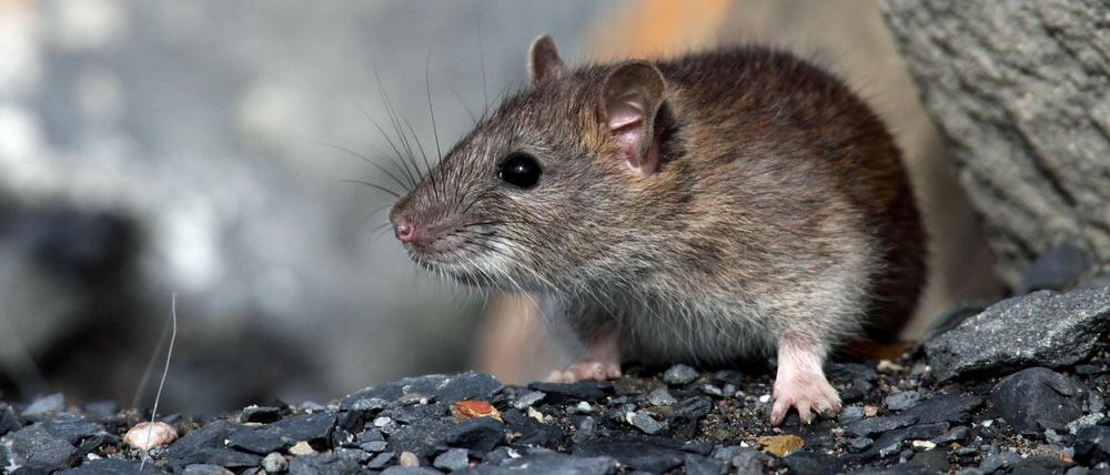 Zumindest ein Teil der New Yorker Ratten ist mit Corona infiziert, ergab eine Untersuchung.