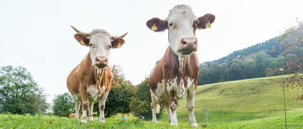 Die Viehwirtschaft soll in den Emissionshandel einbezogen werden, fordern Klimapolitiker.