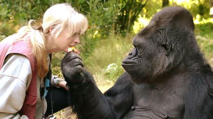 Die Gorilla-Dame Koko und ihre Lehrerin und Freundin Dr. Francine "Penny" Patterson.