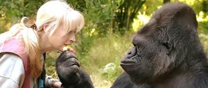 Die Gorilla-Dame Koko und ihre Lehrerin und Freundin Dr. Francine "Penny" Patterson.