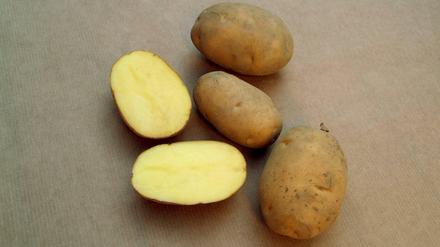 Genügsame Natur: Kartoffeln brauchen wenig Wasser und wachsen auf salzigen Böden.