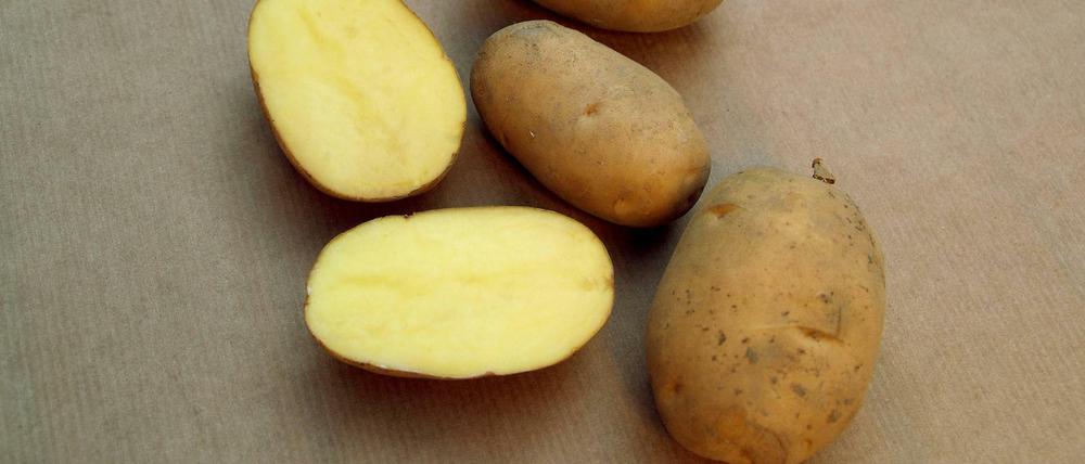 Genügsame Natur: Kartoffeln brauchen wenig Wasser und wachsen auf salzigen Böden.