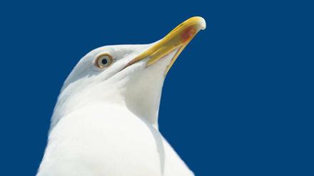 Geliebt und gefürchtet. Als Fotomotiv haben Urlauber den lustigen Vogel gern. Aber wehe, er kommt ihnen real zu nahe.