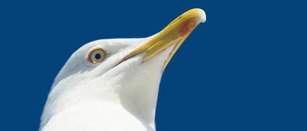 Geliebt und gefürchtet. Als Fotomotiv haben Urlauber den lustigen Vogel gern. Aber wehe, er kommt ihnen real zu nahe.