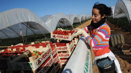Wie diese junge Frau arbeiten 15.000 Marokkanerinnen auf den Plantagen.