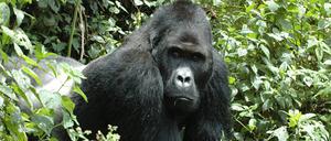 In den Parks leben unter anderem vom Aussterben bedrohte Berggorillas.