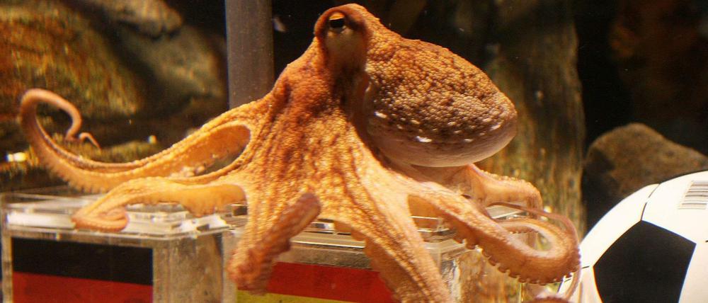 Unerreicht: Krake Paul während der WM 2010 in seinem Becken in Oberhausen.