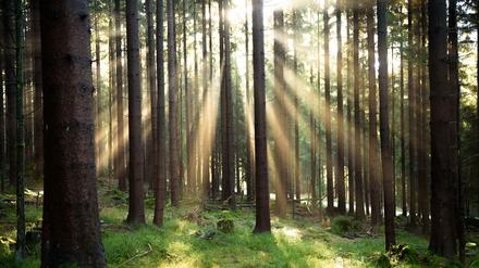 Mein Freund der Wald. Ein Ende des Baumbuch-Booms ist nicht in Sicht