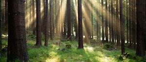 Mein Freund der Wald. Ein Ende des Baumbuch-Booms ist nicht in Sicht