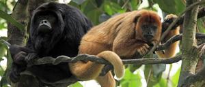 Baumbewohner. In der Wildnis leben Schwarze Brüllaffen in Gruppen. Das Fell der Weibchen ist karamellfarben.