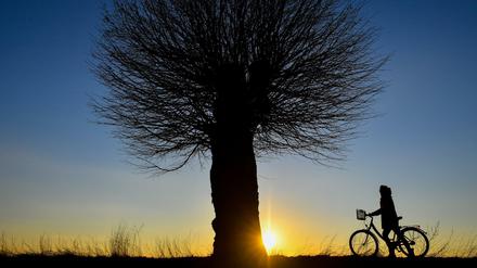Nach Hause. Eine Radlerin auf dem Oderbruch-Radweg. 