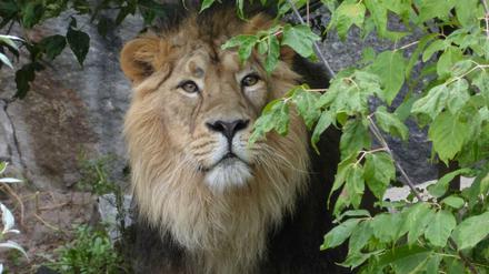 Dieses Bild zeigt einen Löwen im Tierpark in Berlin-Friedrichsfelde. (Symbolbild)