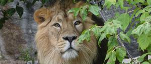 Dieses Bild zeigt einen Löwen im Tierpark in Berlin-Friedrichsfelde. (Symbolbild)