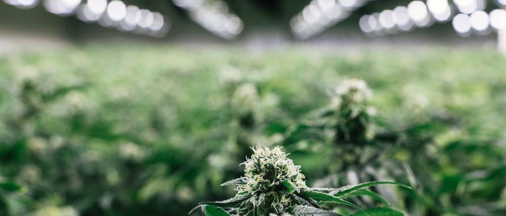 Cannabis-Plantage (Symbolbild)