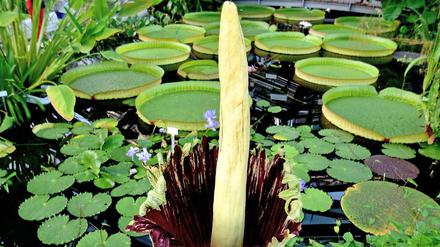 Hoch gewachsen. Die Titanenwurz ist die größte Blume der Welt – hier zu sehen in voller Blüte an diesem Wochenende im Botanischen Garten. 
