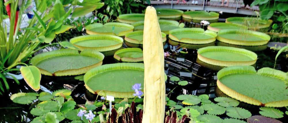 Hoch gewachsen. Die Titanenwurz ist die größte Blume der Welt – hier zu sehen in voller Blüte an diesem Wochenende im Botanischen Garten. 