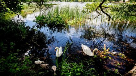 Darf hier baden: Eine Schwanenfamilie auf dem Halensee.