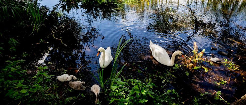 Darf hier baden: Eine Schwanenfamilie auf dem Halensee.