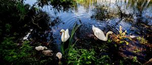 Darf hier baden: Eine Schwanenfamilie auf dem Halensee.
