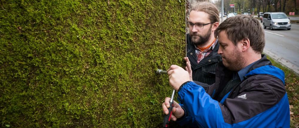 Mit der Testwand in Stuttgart wurden schlechte Erfahrungen gemacht. Das Moos fiel schließlich ab.