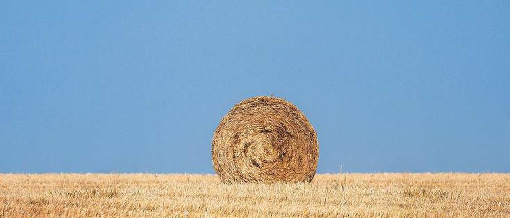 Sommeridylle? Von wegen! Die Region Berlin-Brandenburg leidet unter der Hitzewelle.