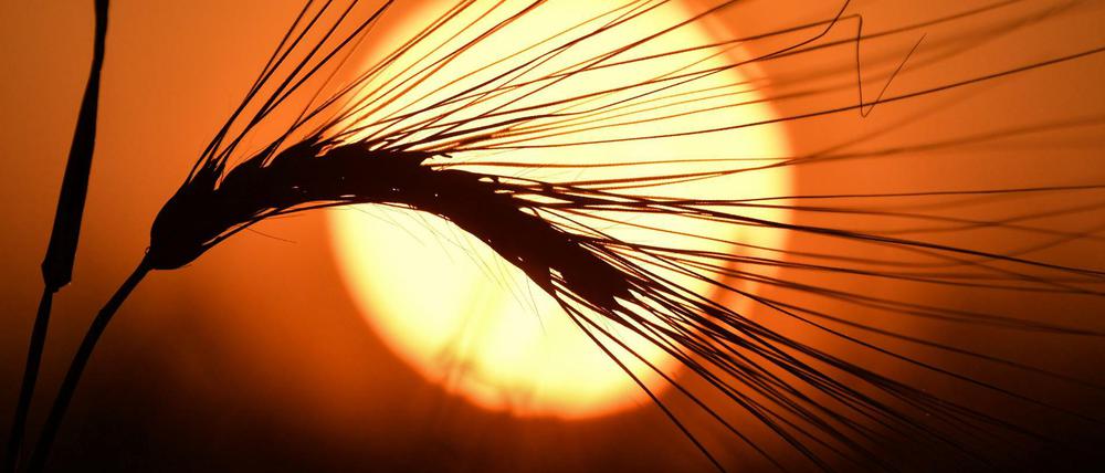 Zu viel Sonne: Die Bauern befürchten Totalausfälle für das Getreide.