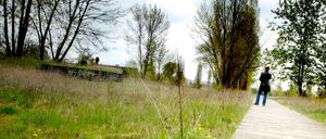Im Park Johannisthal sind durch die Dürre viele Bäume abgestorben. Jetzt sollen keine neuen mehr nachgepflanzt werden.