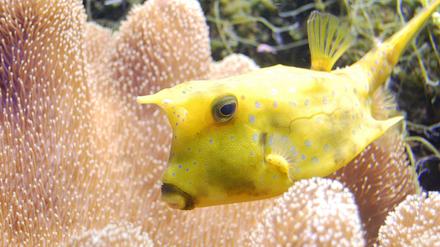 Der Kuhkofferfisch.