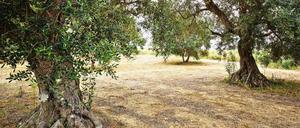 Sieht so künftig der Fläming aus? Für den Getreideanbau geht Brandenburg das Wasser aus.