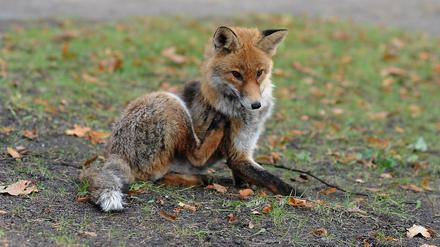 Stadtfüchse haben es sich in einer leeren Villa in Grunewald bequem gemacht. (Symbolbild)