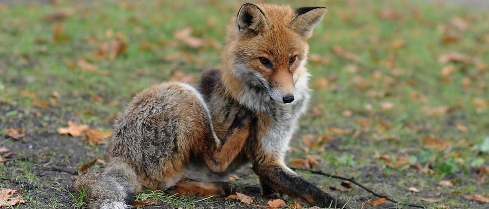 Stadtfüchse haben es sich in einer leeren Villa in Grunewald bequem gemacht. (Symbolbild)