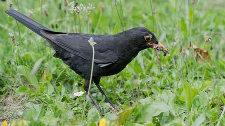 Kleiner Vogel Hoffnung. „Am besten bringst du ihn in die Tierklinik“, sagte meine Frau.