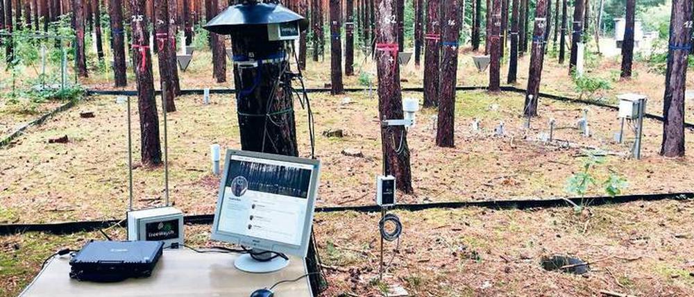 Neueste Techniktrends zur Hege und Pflege von Wäldern in Brandenburg.