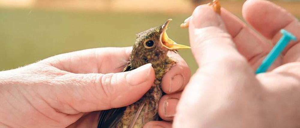 Tierärzte, Naturschutzorganisationen, Feuerwehr: Sie alle verweisen, wenn ein Vogel Hilfe braucht, an die Vogelfrau.
