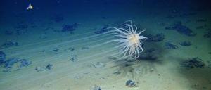 Diese Seeanemone der Gattung Relicanthus lebt im Zentralpazifik in 2500 Metern Tiefe.