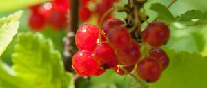 Pflücken und ab in den Mund!