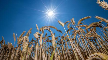 Zu trocken fürs Getreide? Die Brandenburger Bauern müssen sich umstellen. 