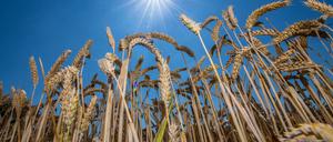 Zu trocken fürs Getreide? Die Brandenburger Bauern müssen sich umstellen. 