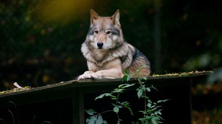 Ein Wolf liegt in seinem Gehege.