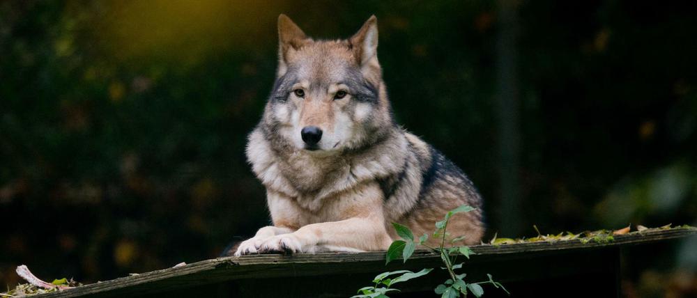 Ein Wolf liegt in seinem Gehege.