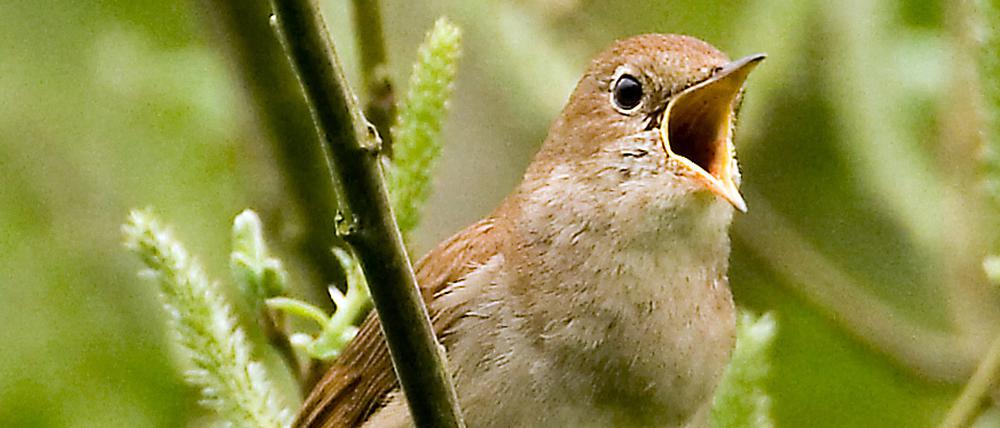 Nachtigallen sind artengeschützt. 