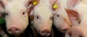 Die Schweinezüchter sollen lebensfähige Ferkel auf den Boden geschlagen und so getötet haben.