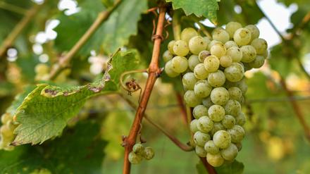 Reife Trauben der Sorte "Bachus" hängen an einer Weinrebe des Weingut Patke in Brandenburg.